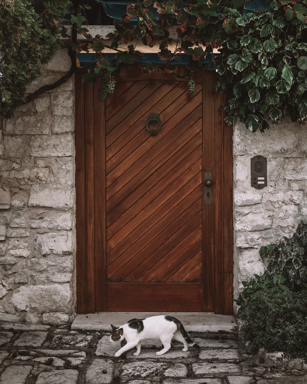gato blanco y negro caminando junto a la puerta de madera marrón