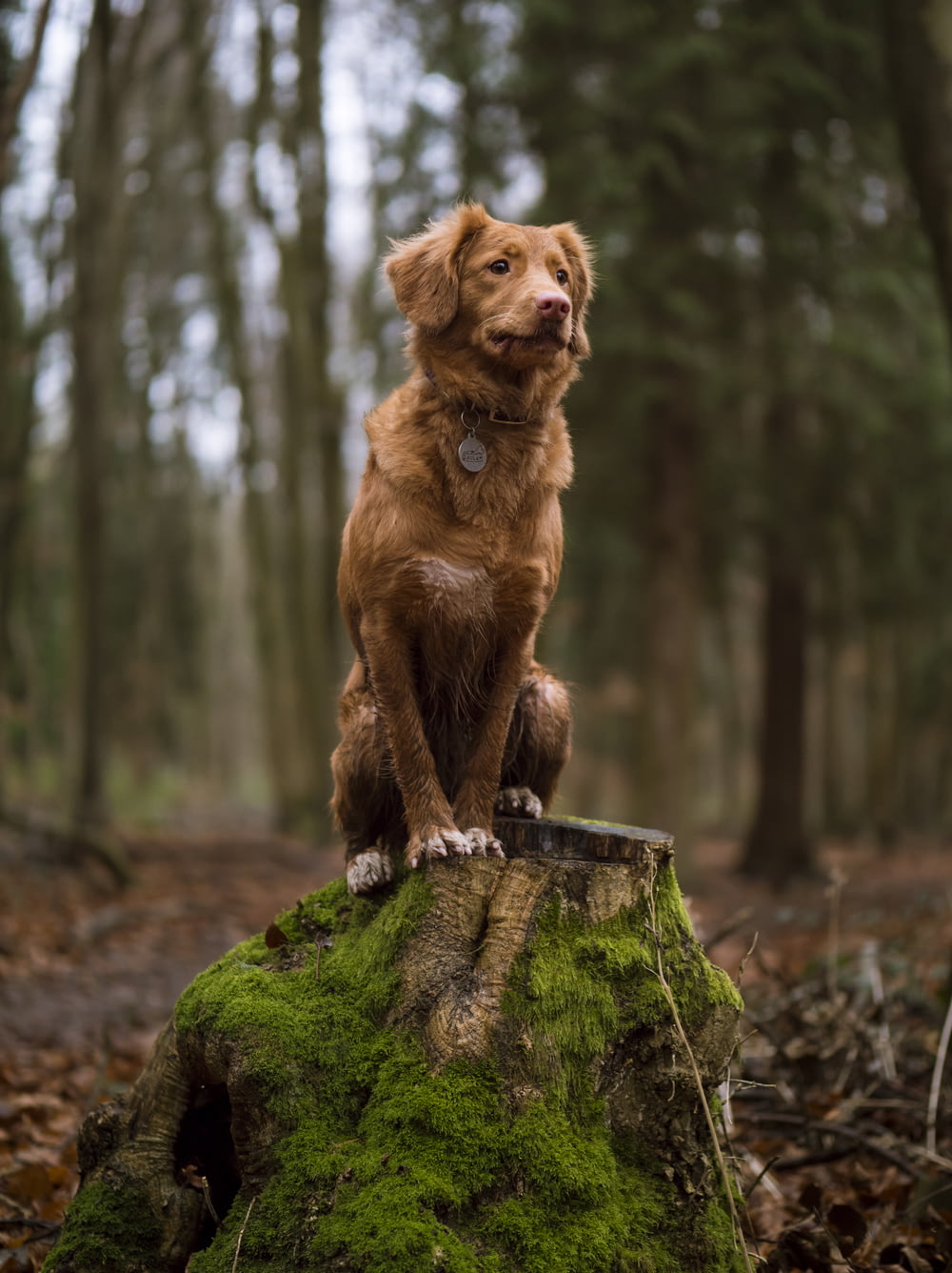 golden retriever on wood stump