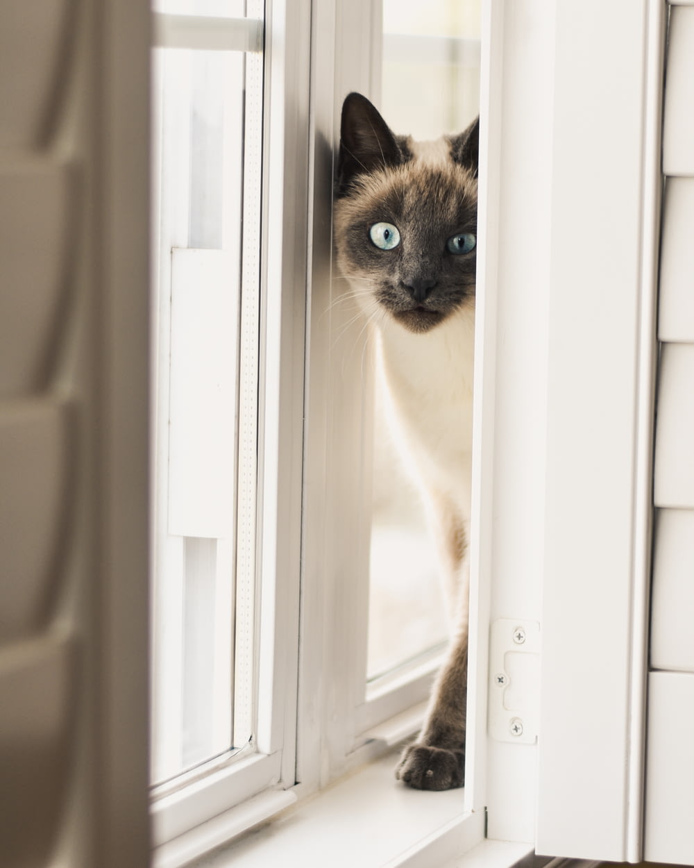 Gatto siamese sul davanzale della finestra