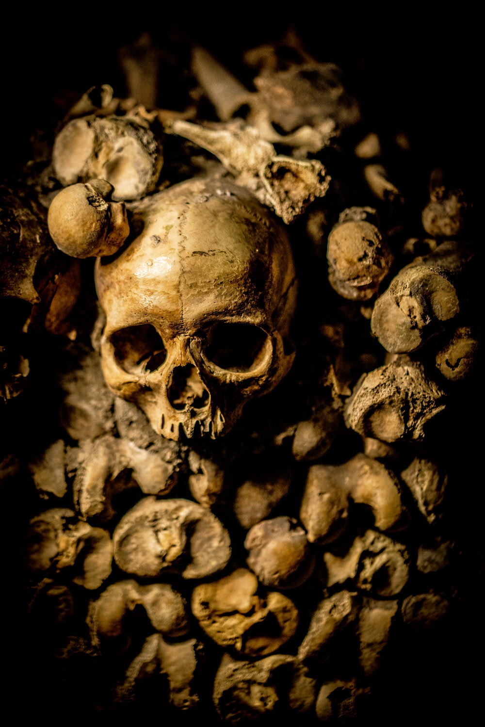 closeup photo of skull