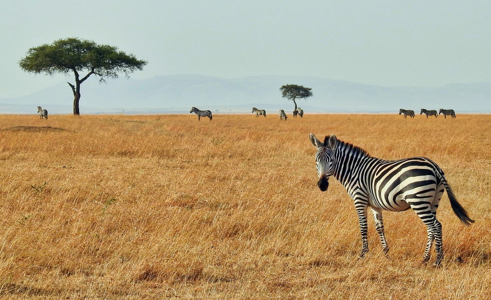 zebra em selvagem