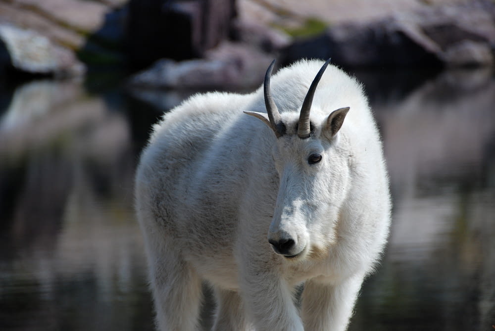 white 4-legged animal with horns