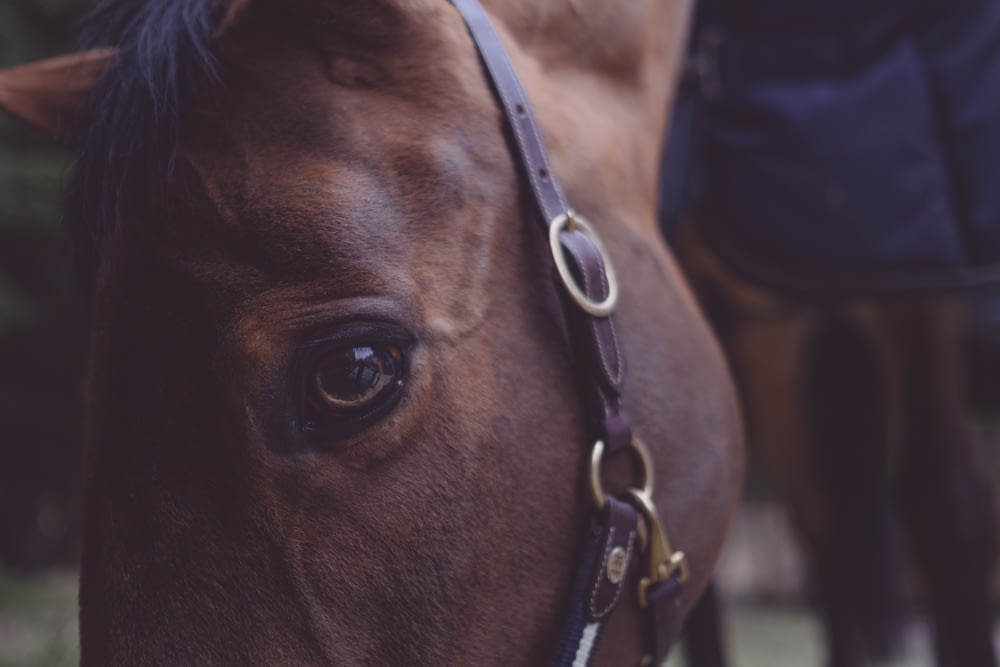 shallow focus photography of horse head
