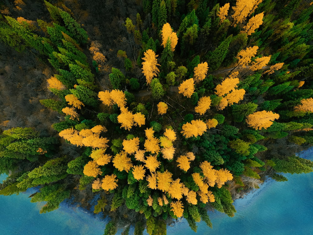 bird's-eye view of green and yellow leafed trees