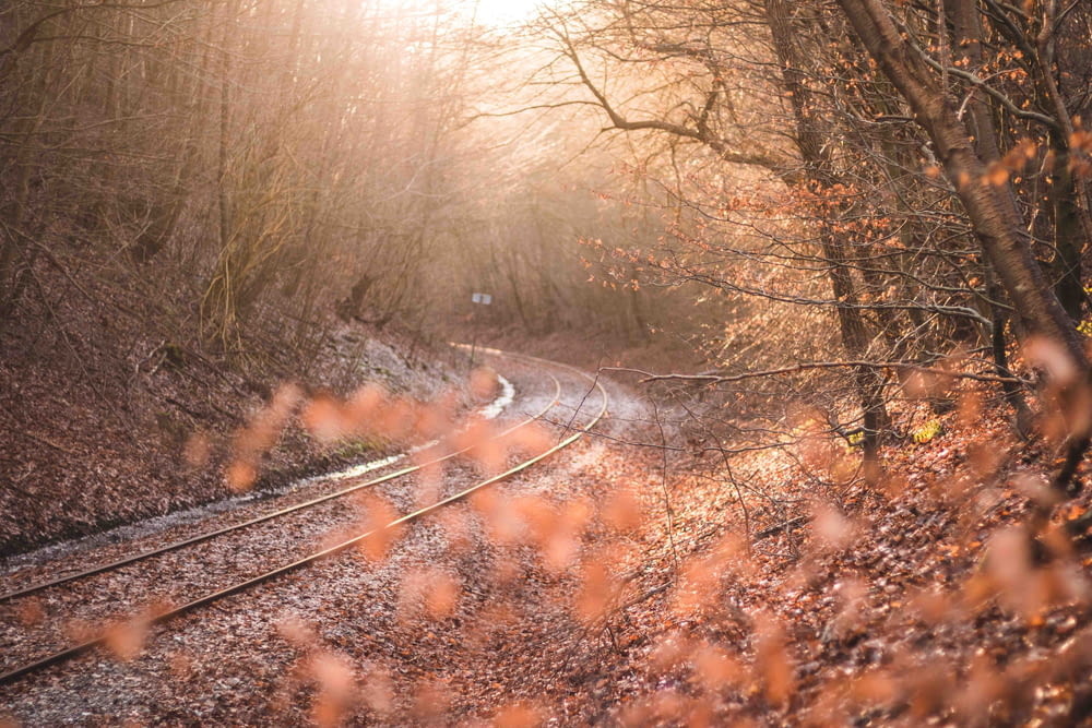 train rail between orange leaf trees