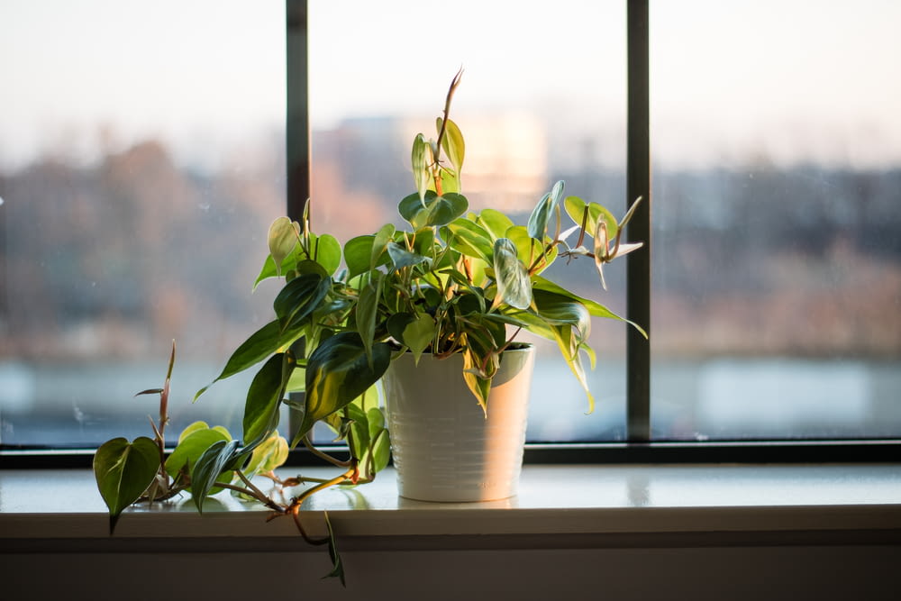 Plante à feuilles vertes en pot dans un pot blanc près de la fenêtre