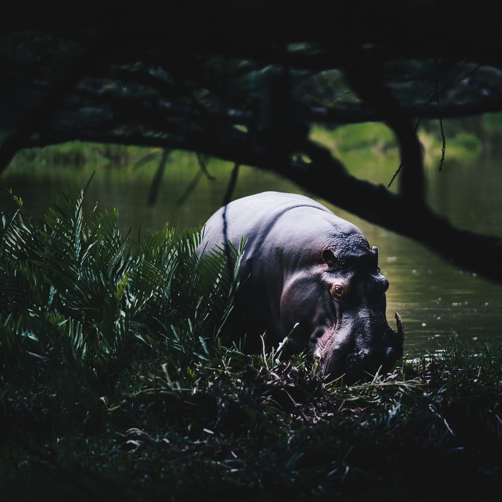black hippopotamus on body of water