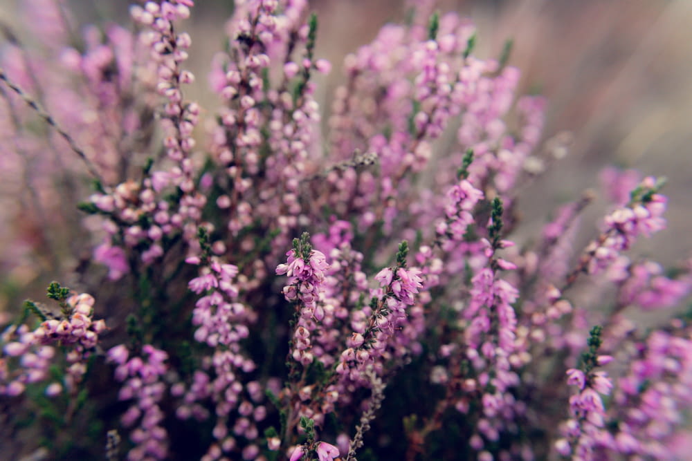 photo of lavender plant