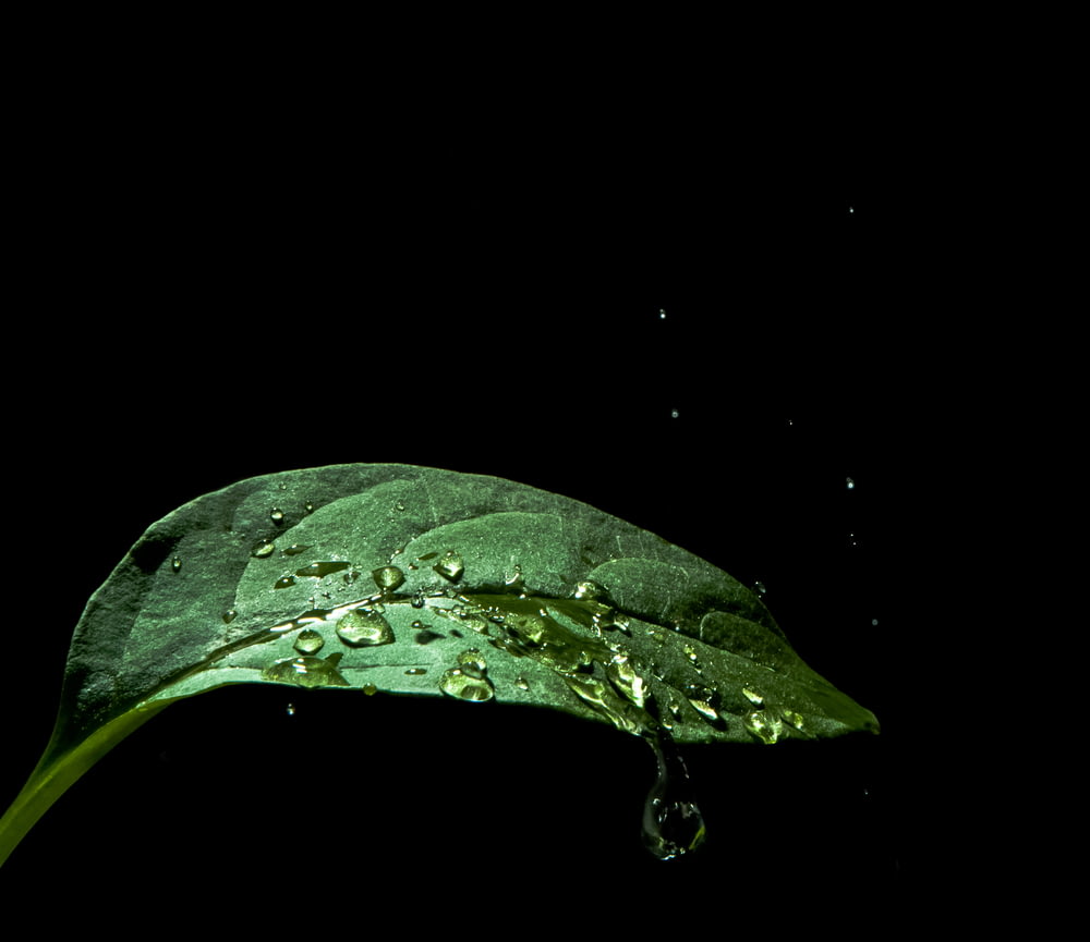 green leaf plant with droplet of water
