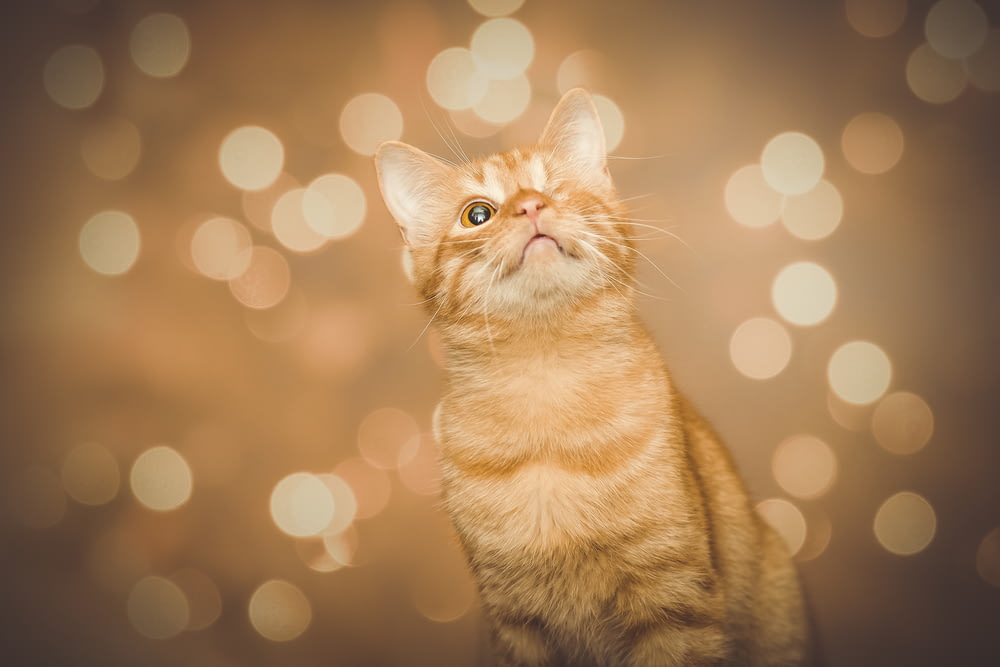 orange tabby cat with bokeh background