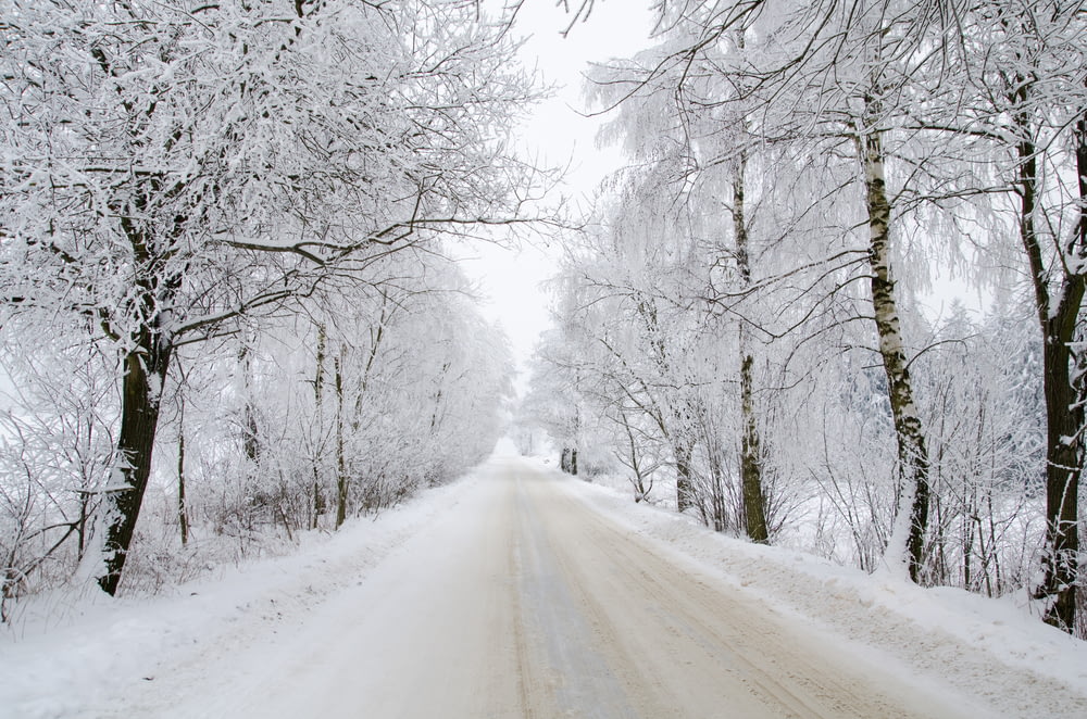 photographie de paysage d’une route asphaltée entourée d’arbres enneigés