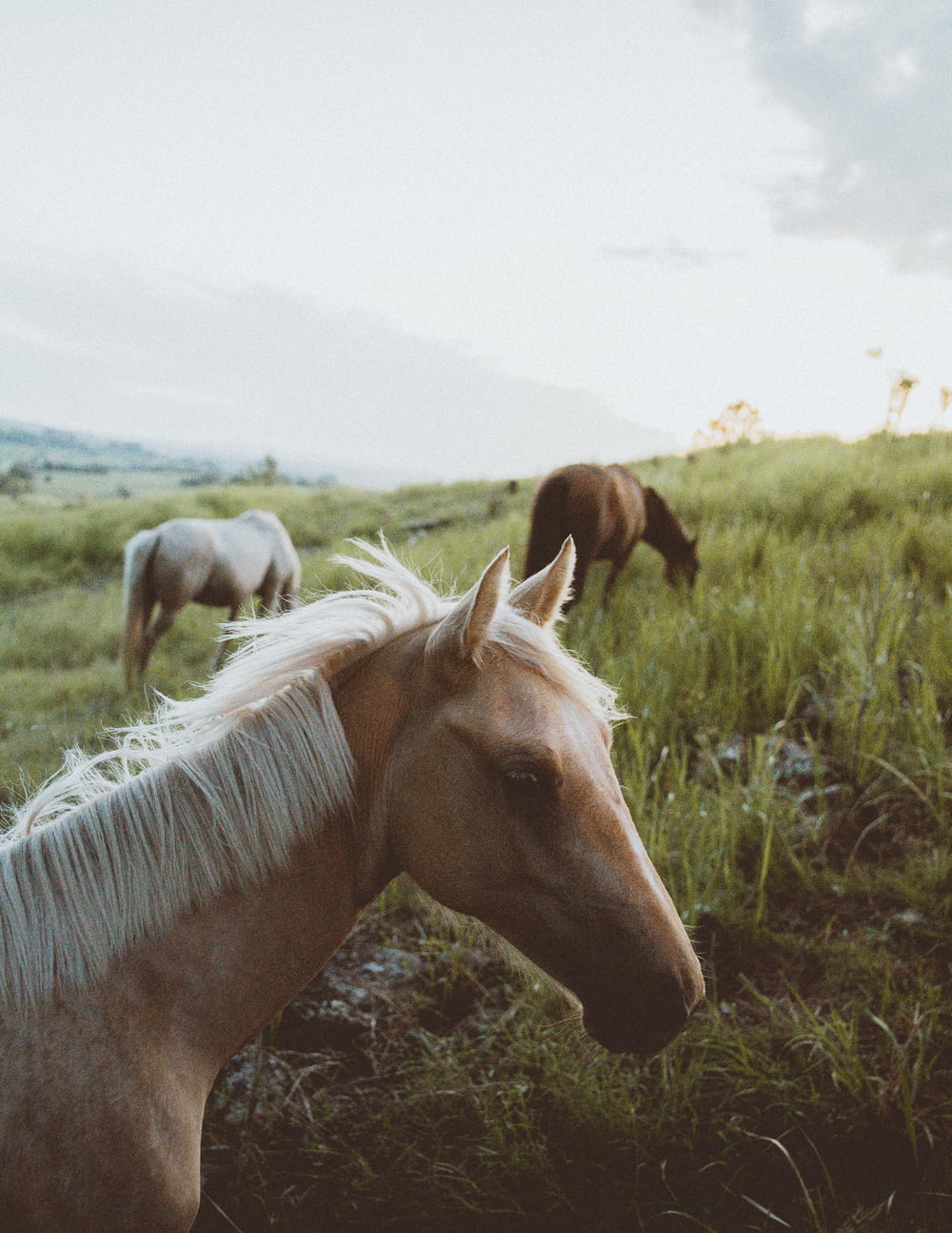 tilt-shift lens photography of horse herd on grassland during daytime