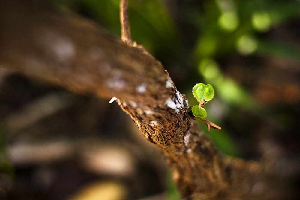 shallow focus photography of brown tree branch