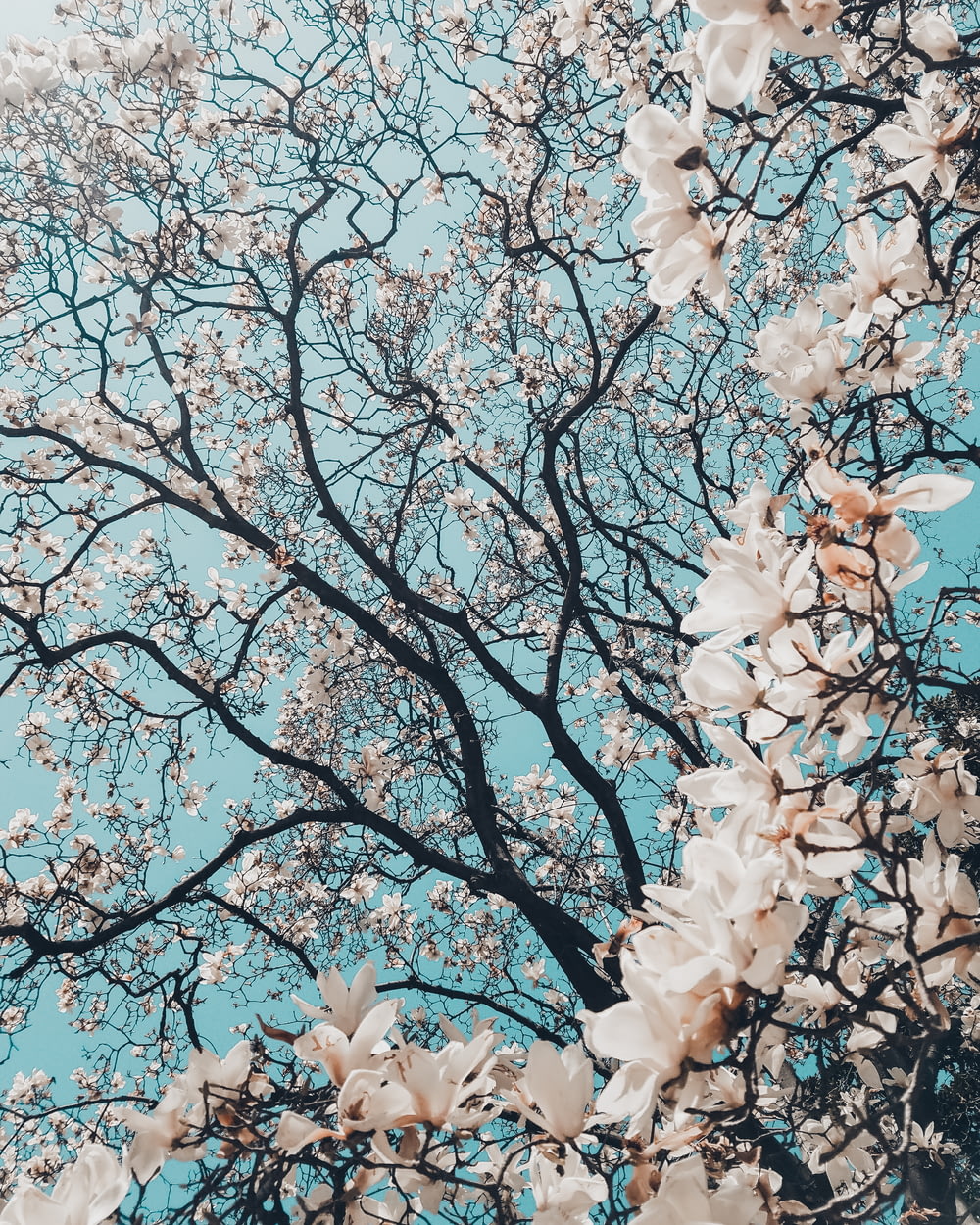 Albero di Sakura in fiore