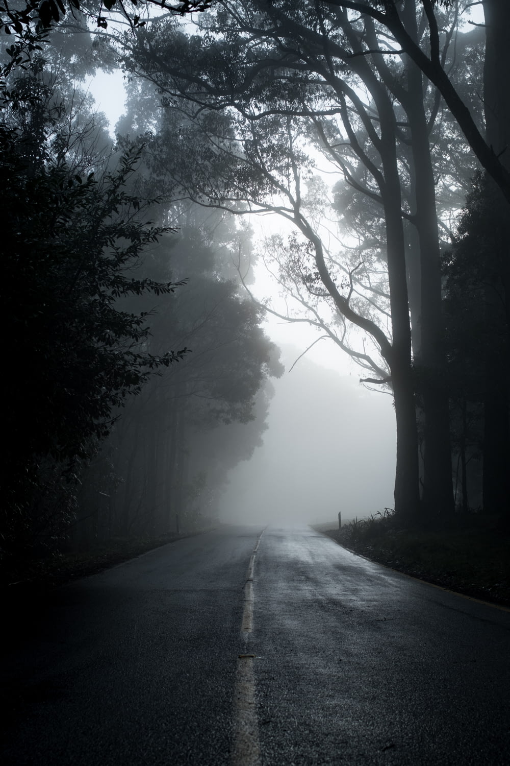 Camino gris entre árboles en fotografía en escala de grises