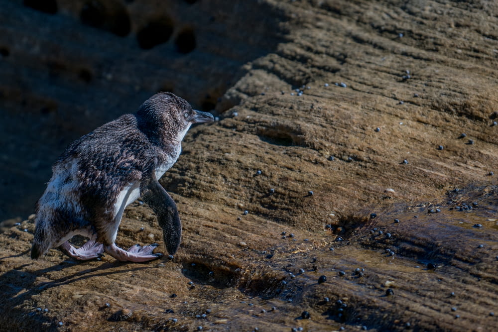 brown penguin walking on brown floor