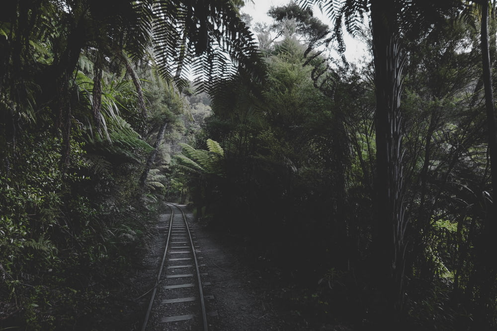 photo of railroad toward the forest