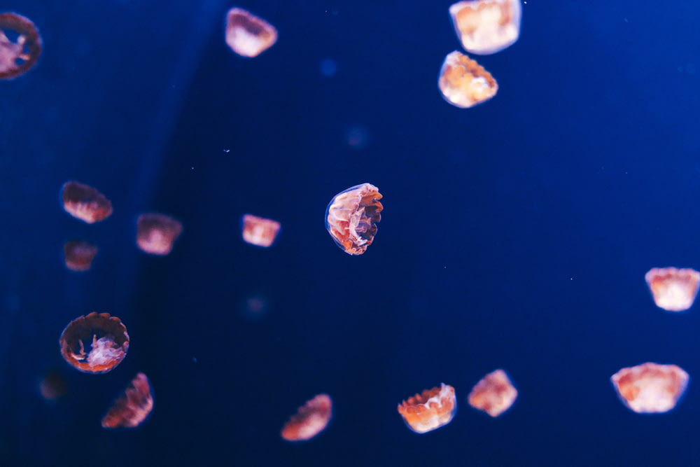 group of jellyfish digital wallpaper