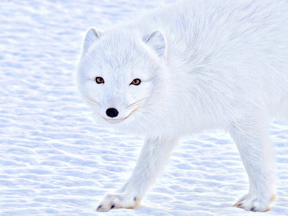 wildlife photography of a white wolf