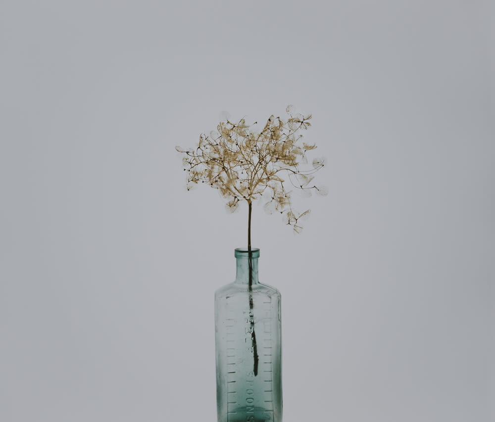 green leafed plant in clear glass bottle