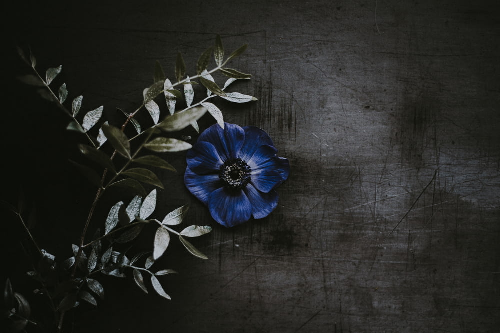 blue flower beside green leaves