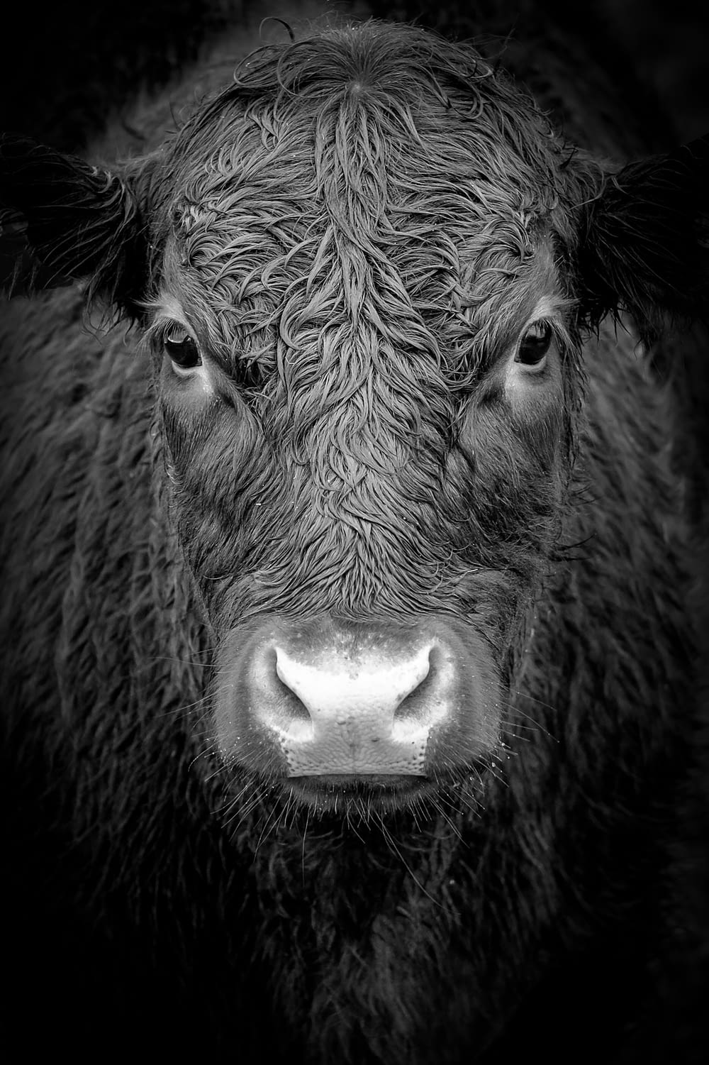 grayscale photo of buffalo