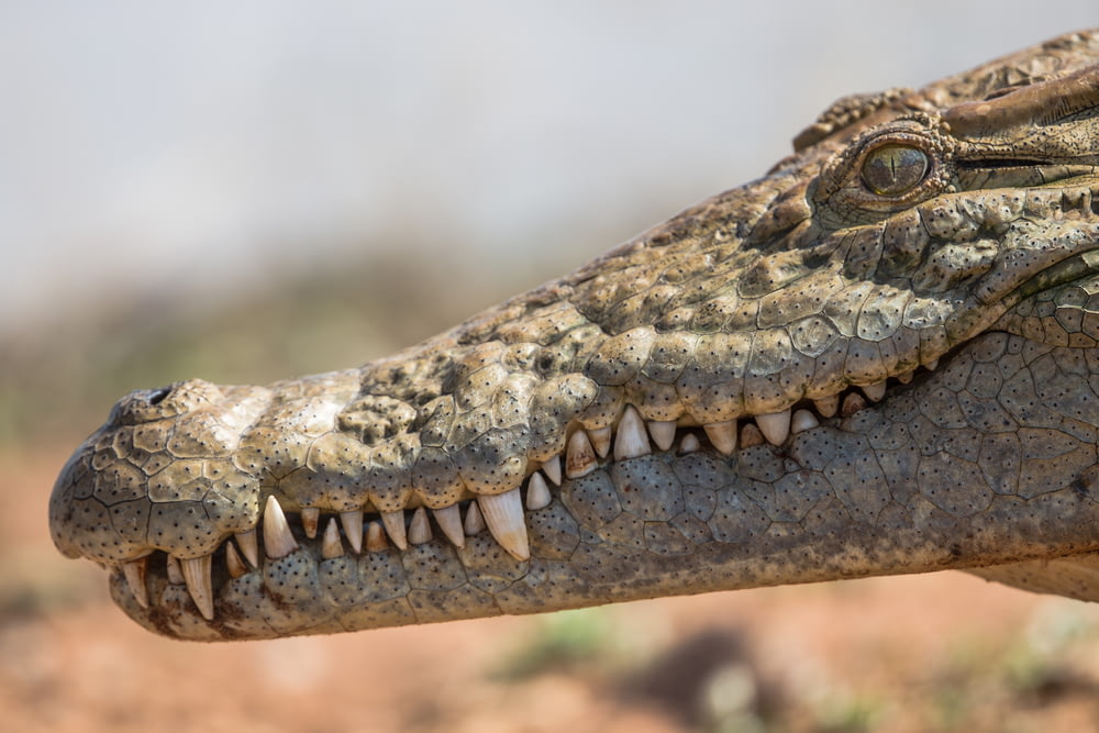 Flachfokusfotografie des Krokodilkopfes