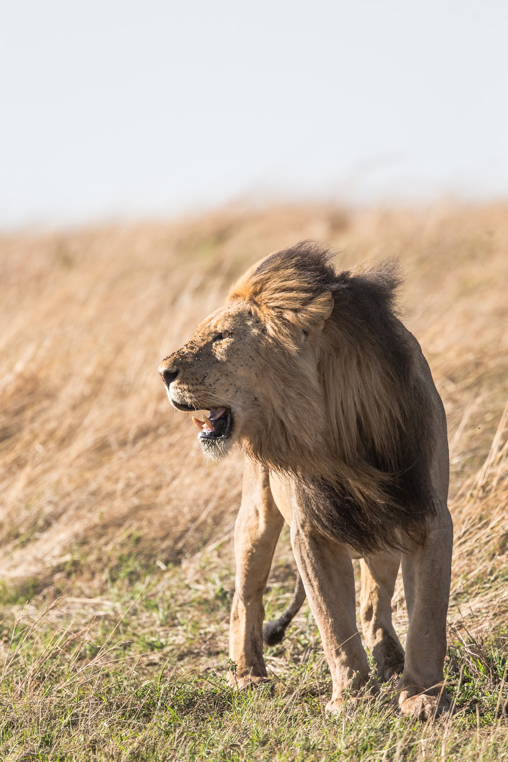 shallow focus photography of lion at the wildlife