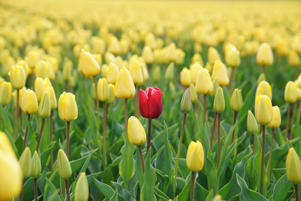 Flor vermelha da tulipa no campo amarelo da tulipa