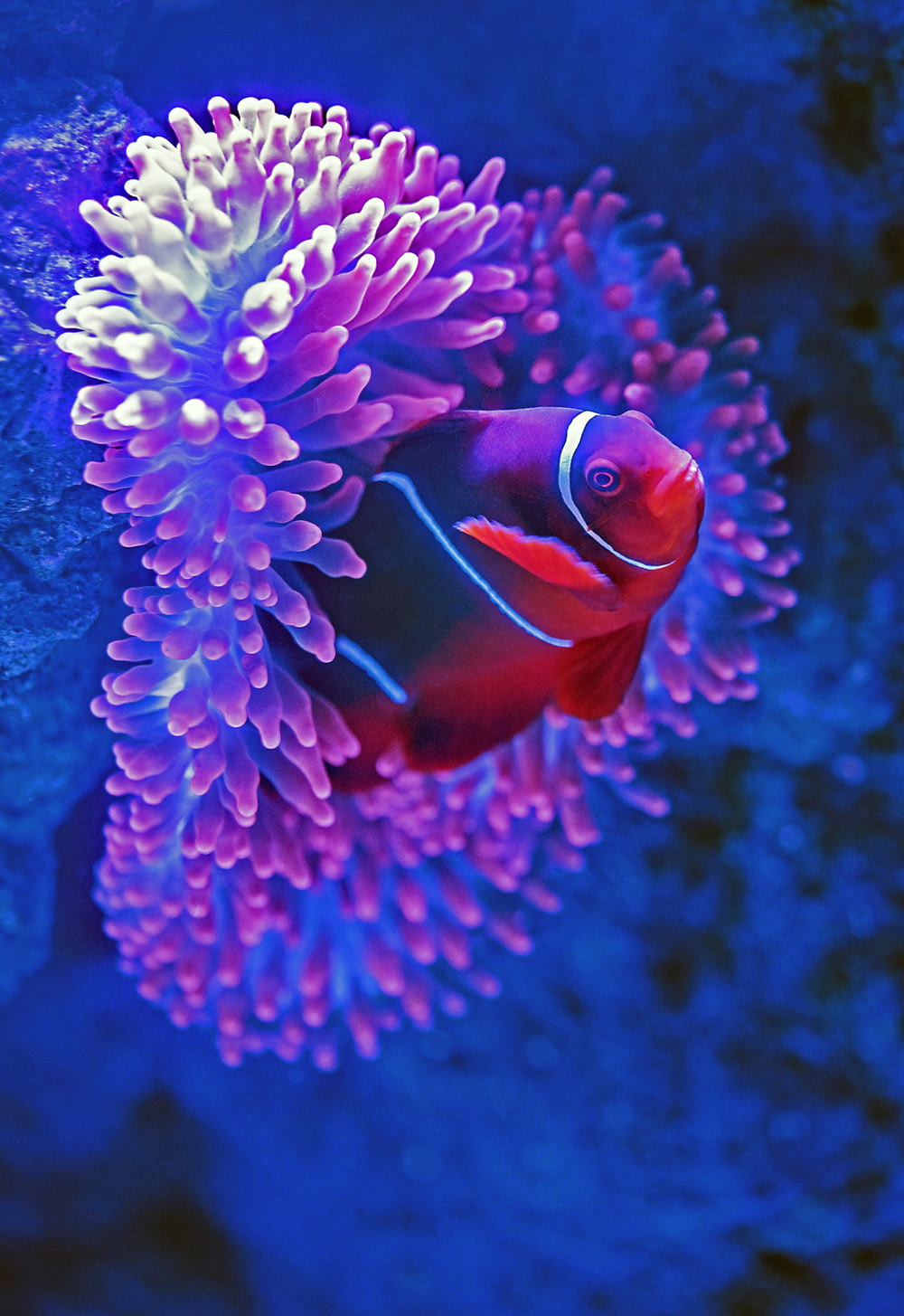 분홍색 산호 옆에 빨간 물고기