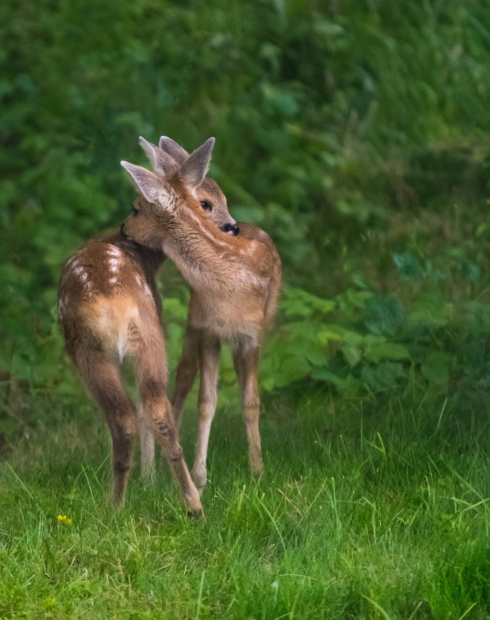 deux cerfs bruns debout sur de l’herbe verte