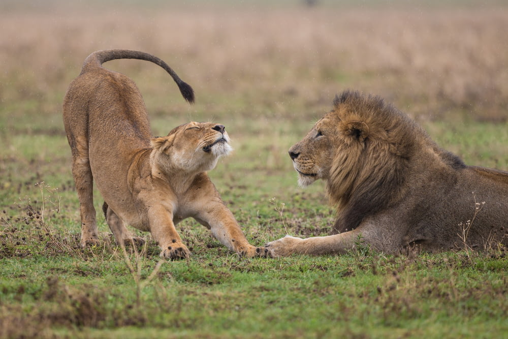 shallow focus photography of lioness standing beside lion