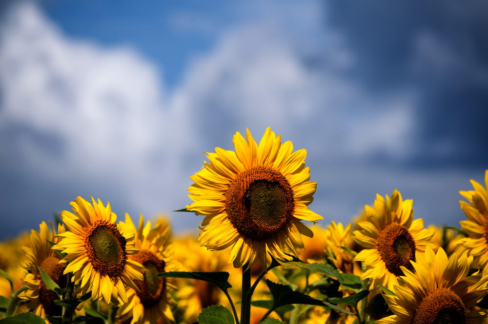 Selektive Fokusfotografie von Sonnenblumenbeet