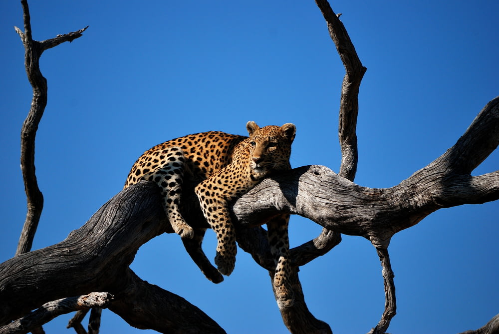 Leopard liegt auf kahlem Baum