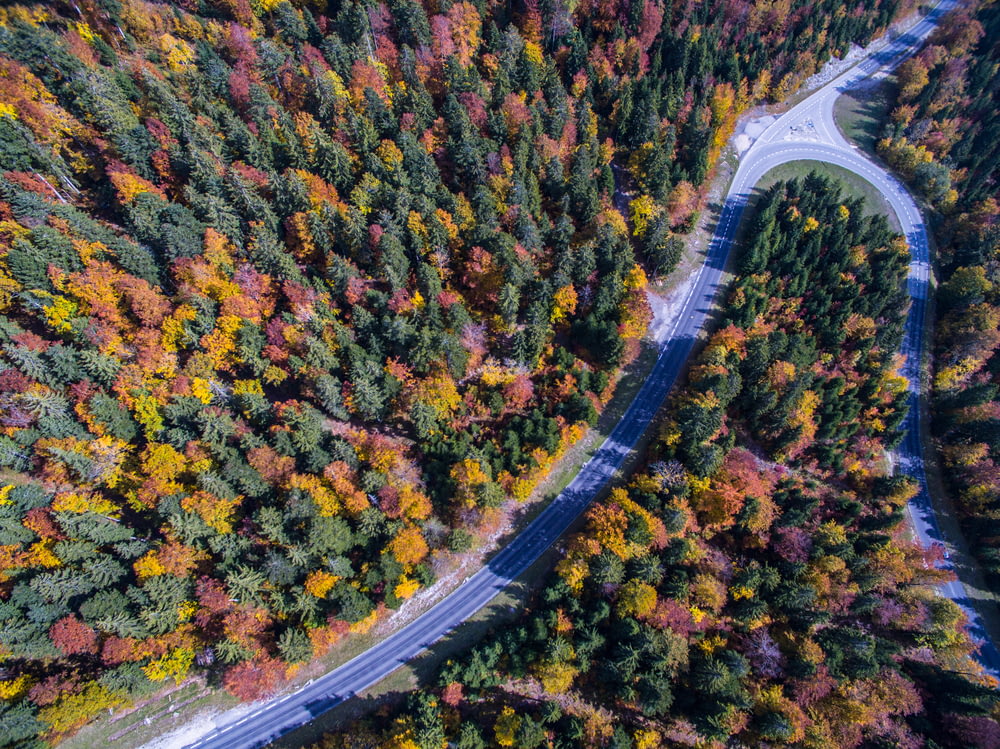 aerial view photography of road in between trees