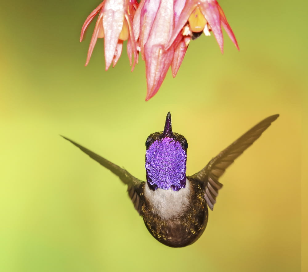 Fotografía de enfoque superficial de colibrí marrón