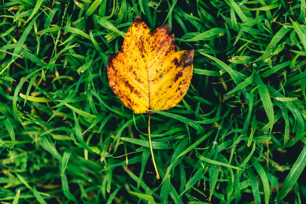 yellow and brown leaf on green grass