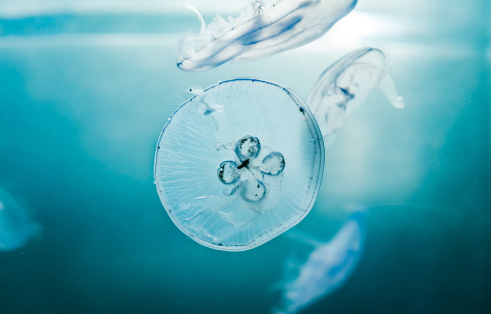méduses sous l’eau
