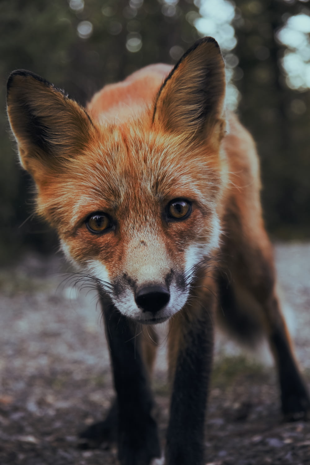 Fotografia de foco seletivo de raposa laranja