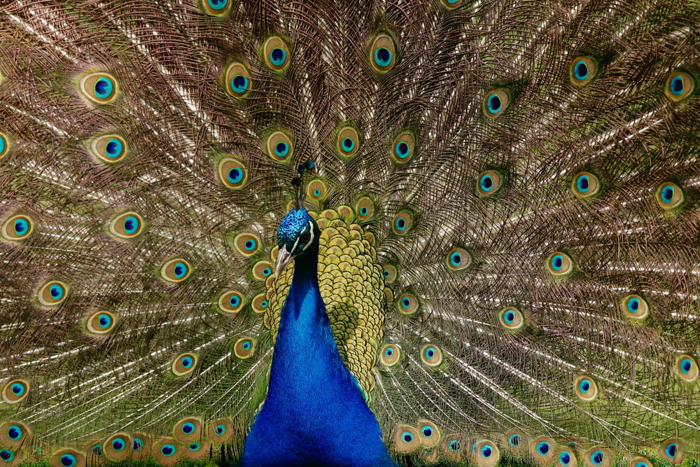 blue and green peacock wallpaper