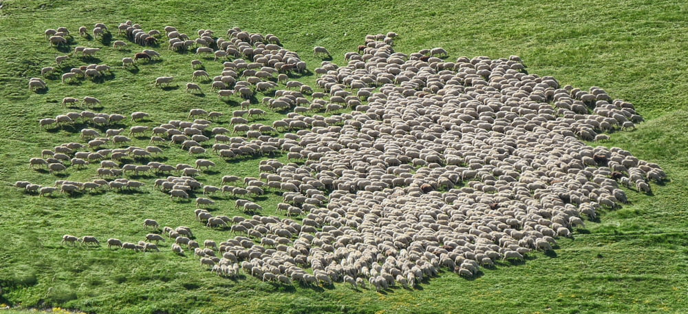 herd of sheep running on green grass field