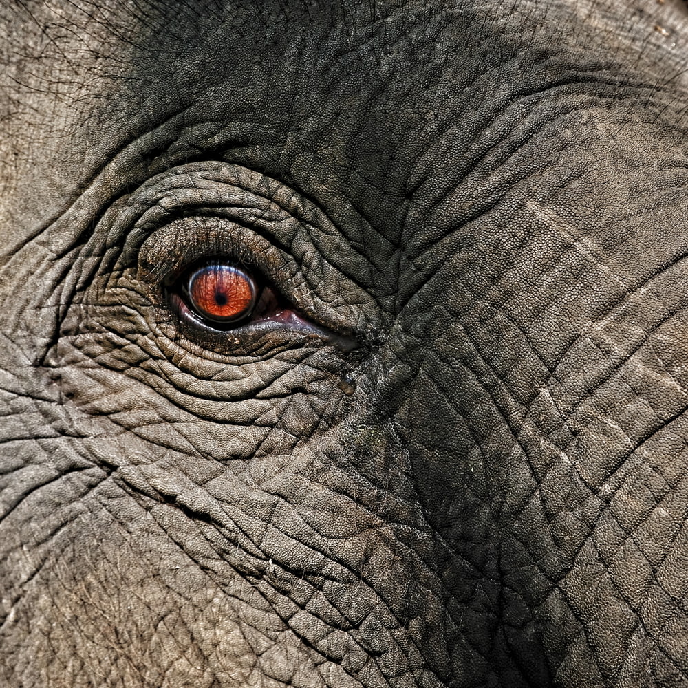 gray elephant eye