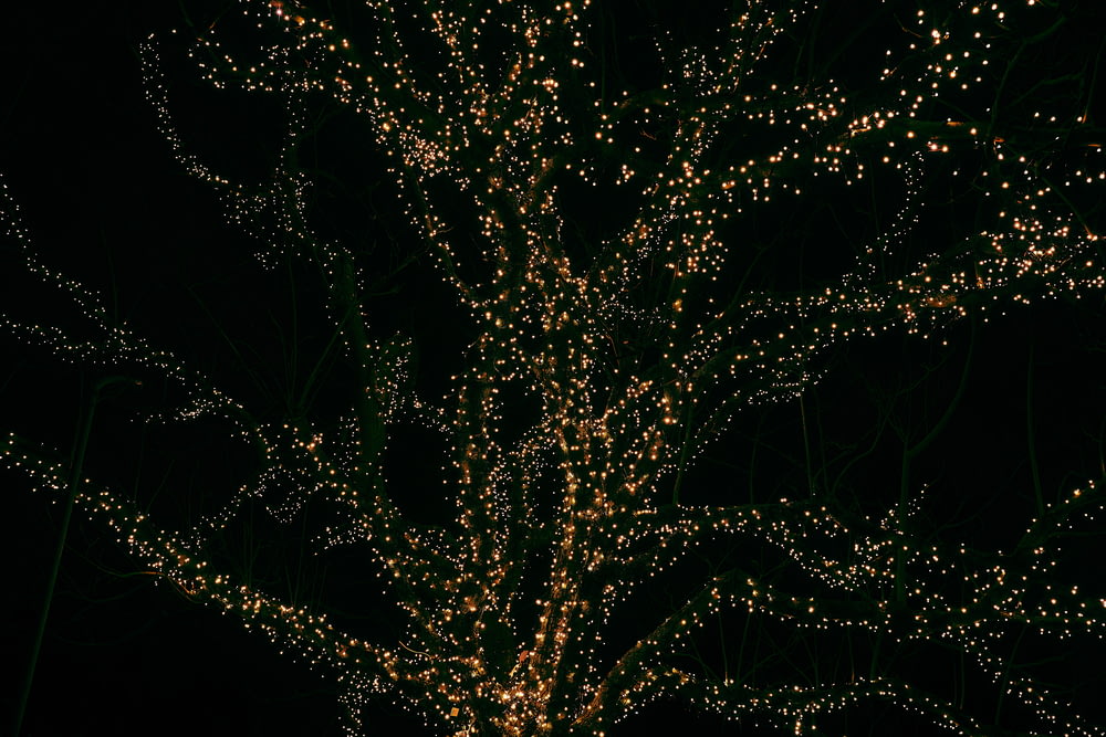 low light photography of trees with string lights