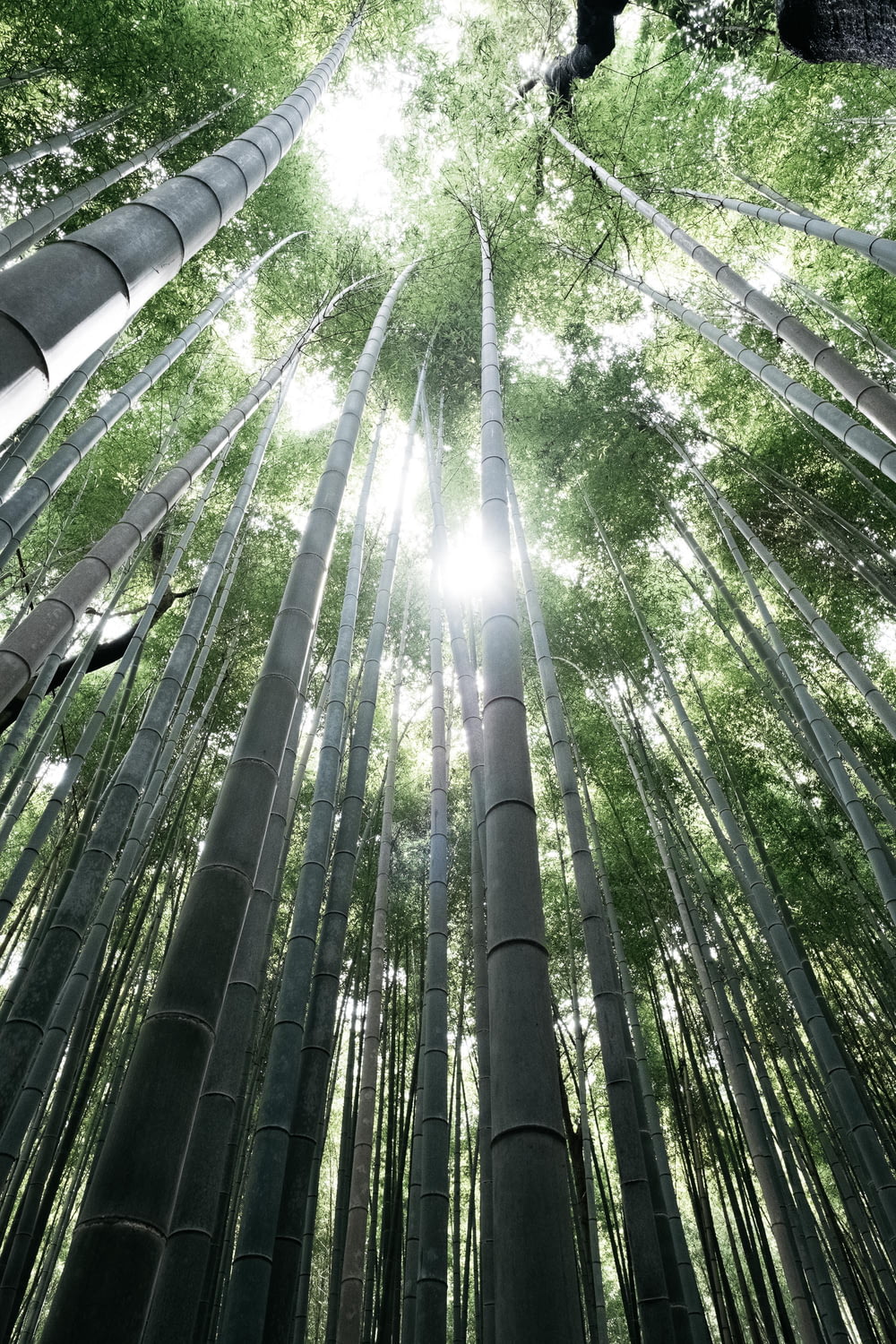 fotografia de baixo ângulo de bambus verdes