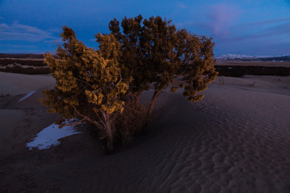 photo of tree on sand