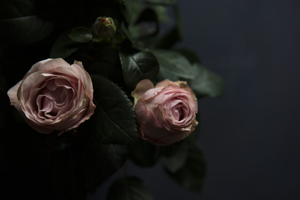 selective focus photo two pink roses