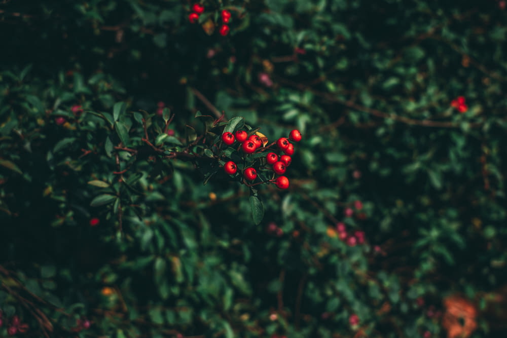 selective focus photography of red berry plant