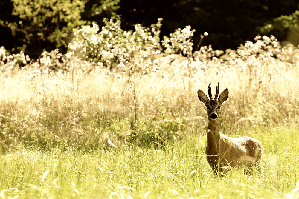 deer on grass field during daytime
