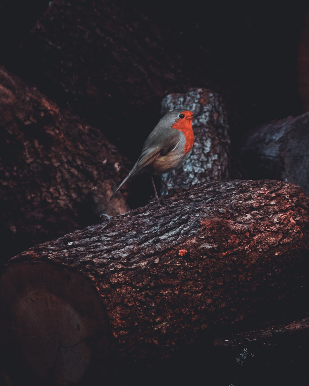 grauer und orangefarbener Vogel auf Baum