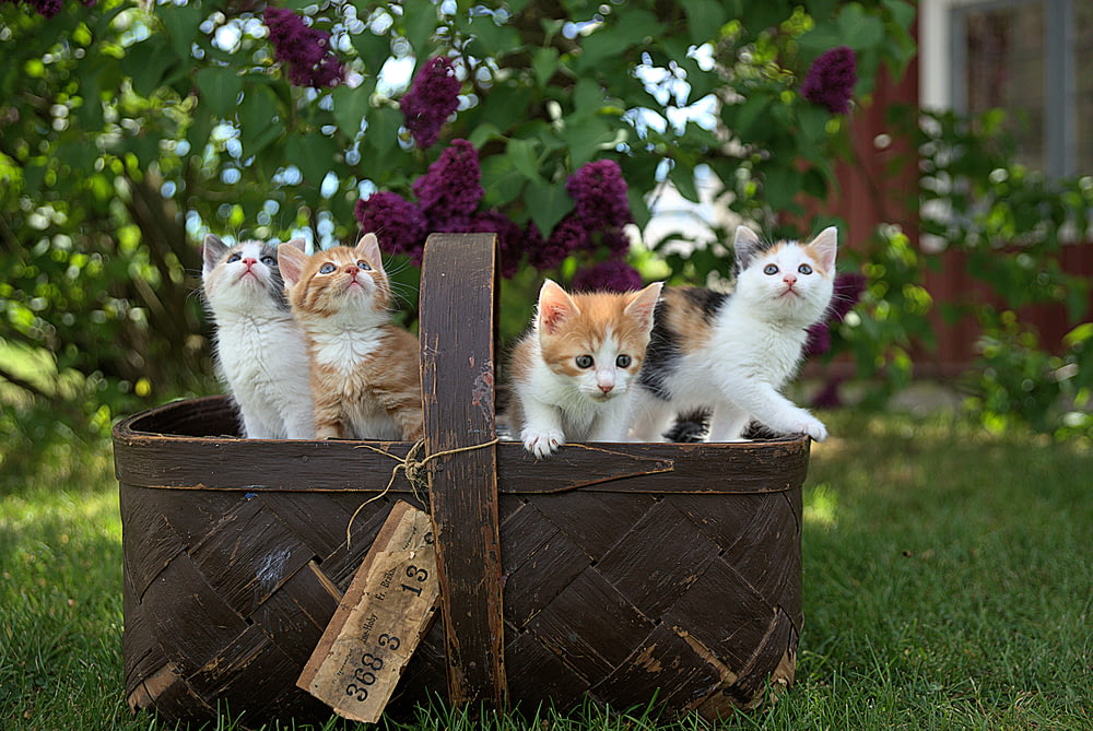 Quattro gattini soriani di colori assortiti su cesto marrone